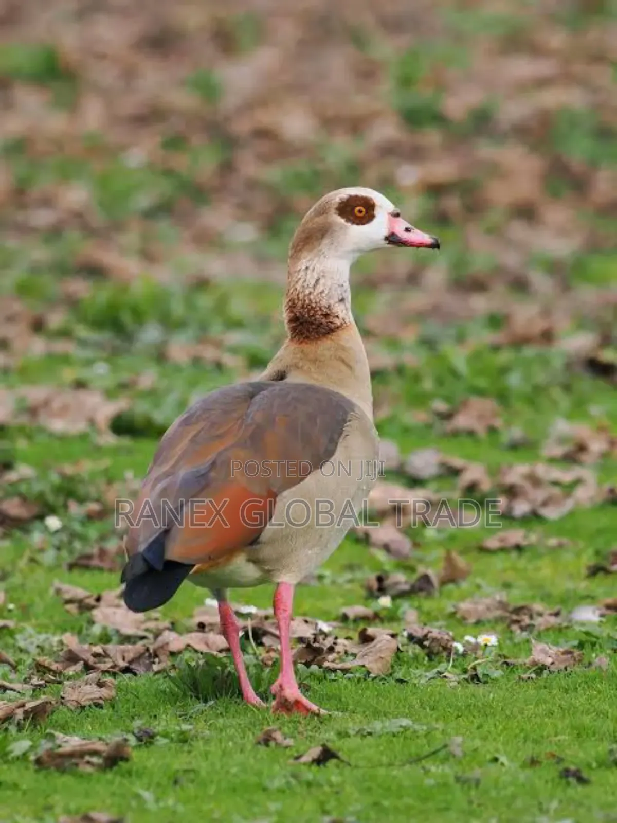 Egyptian Goose