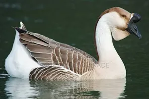 African Goose