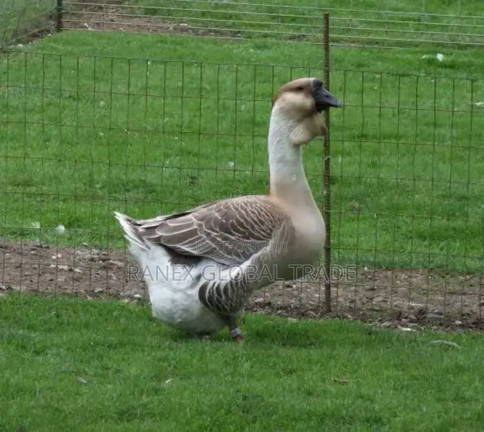 African Goose