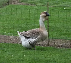 African Goose