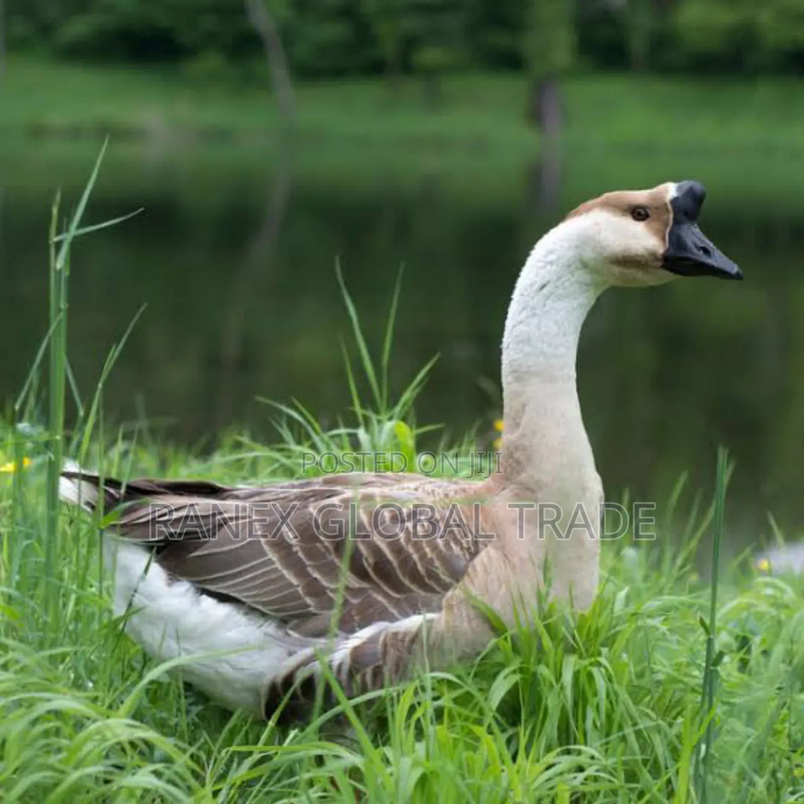 African Goose