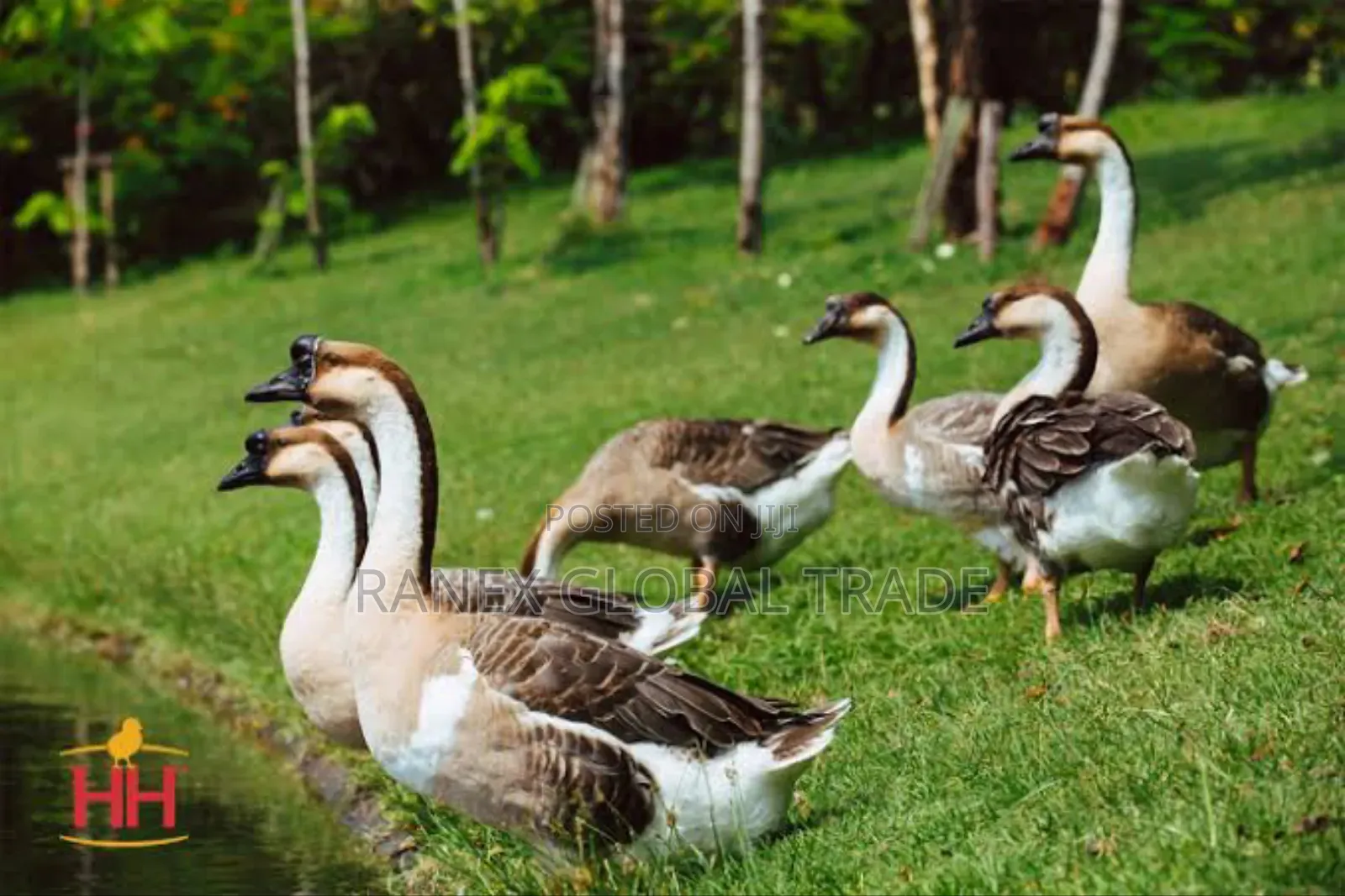 African Goose
