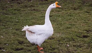 Chinese Goose