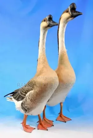Chinese Goose