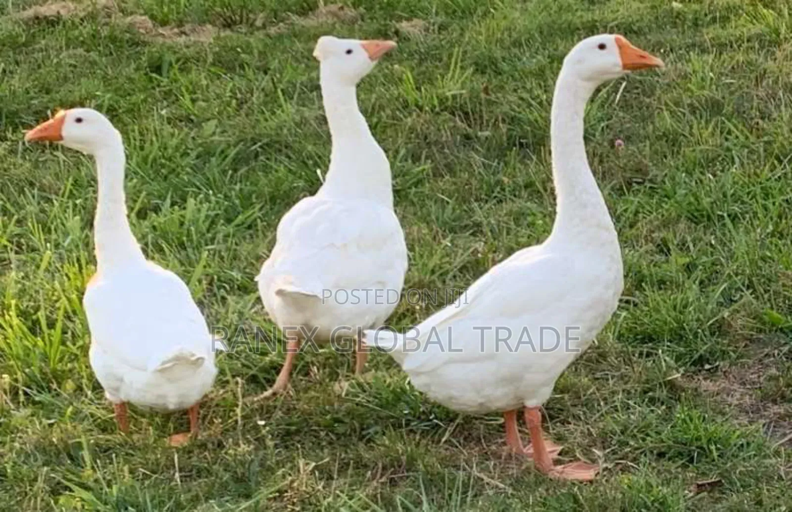 Chinese Goose