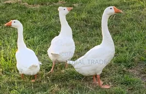 Chinese Goose