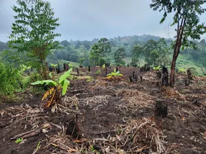 Shamba Linauzwa Eka 7 Katumba Tukuyu, Rungwe. Lina Mazao