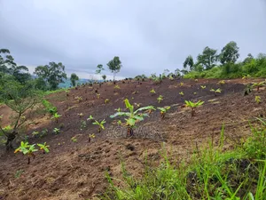 Shamba Linauzwa Eka 7 Katumba Tukuyu, Rungwe. Lina Mazao