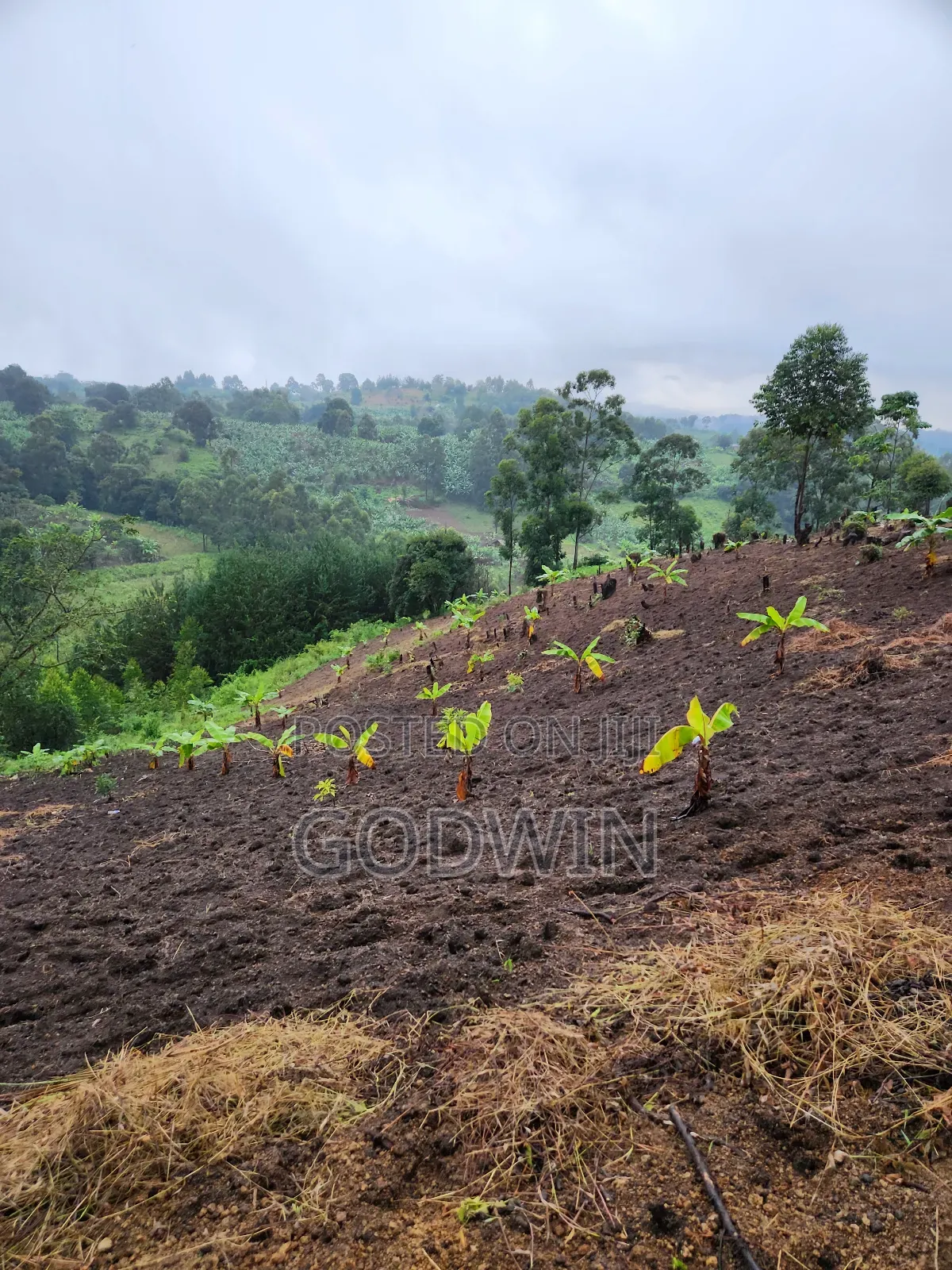 Shamba Linauzwa Eka 7 Katumba Tukuyu, Rungwe. Lina Mazao