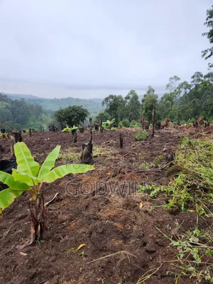 Shamba Linauzwa Eka 7 Katumba Tukuyu, Rungwe. Lina Mazao