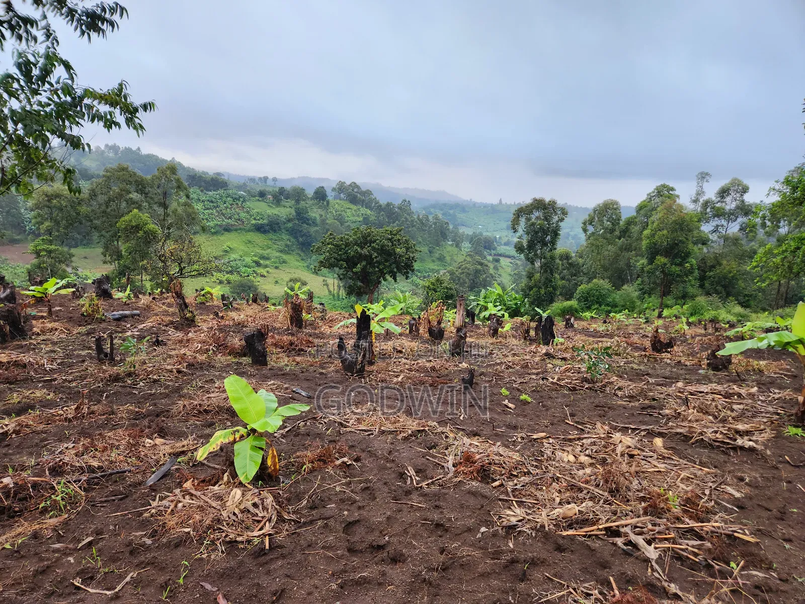 Shamba Linauzwa Eka 7 Katumba Tukuyu, Rungwe. Lina Mazao