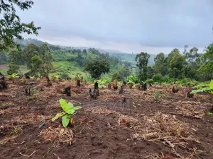 Shamba Linauzwa Eka 7 Katumba Tukuyu, Rungwe. Lina Mazao