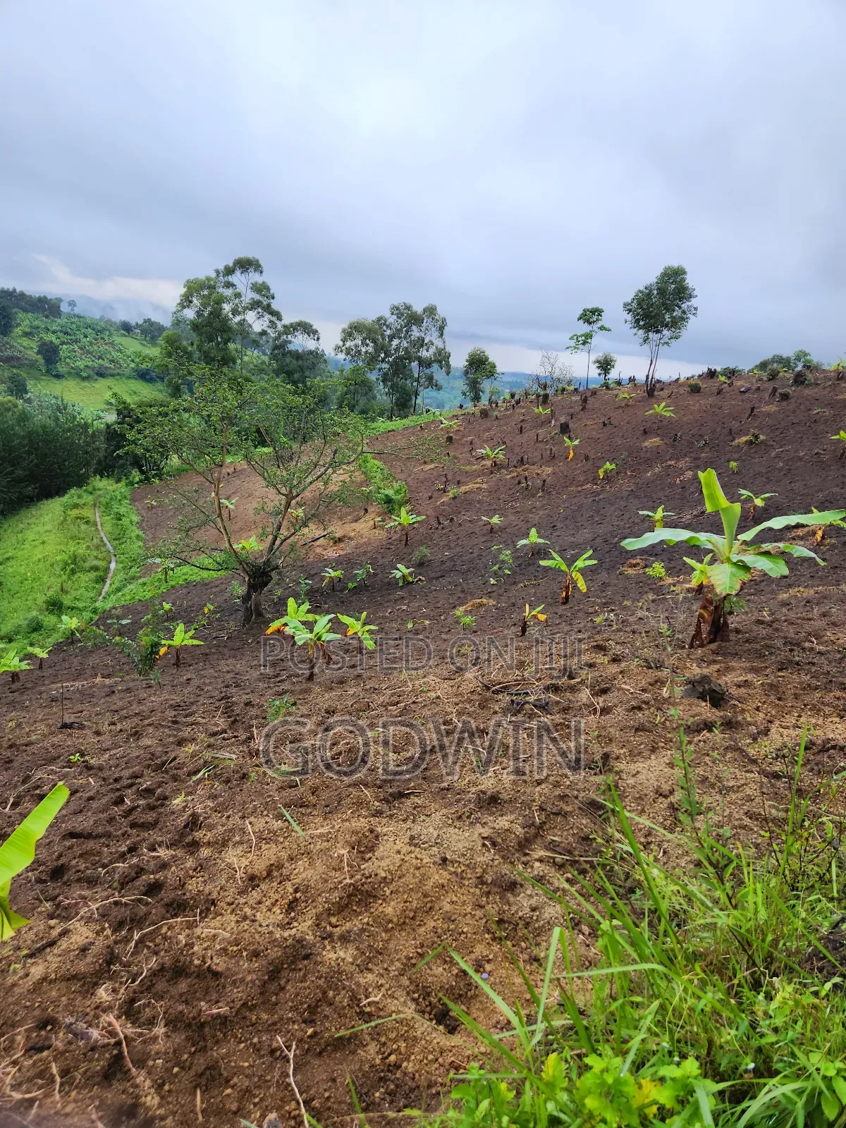 Shamba Linauzwa Eka 7 Katumba Tukuyu, Rungwe. Lina Mazao