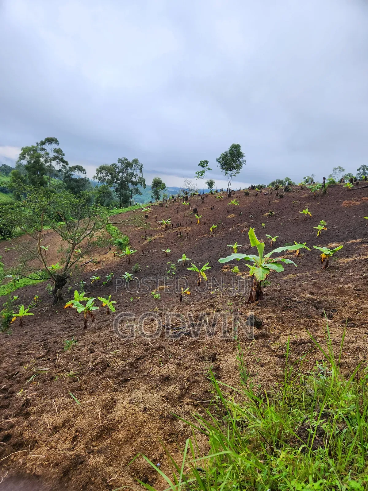 Shamba Linauzwa Eka 7 Katumba Tukuyu, Rungwe. Lina Mazao