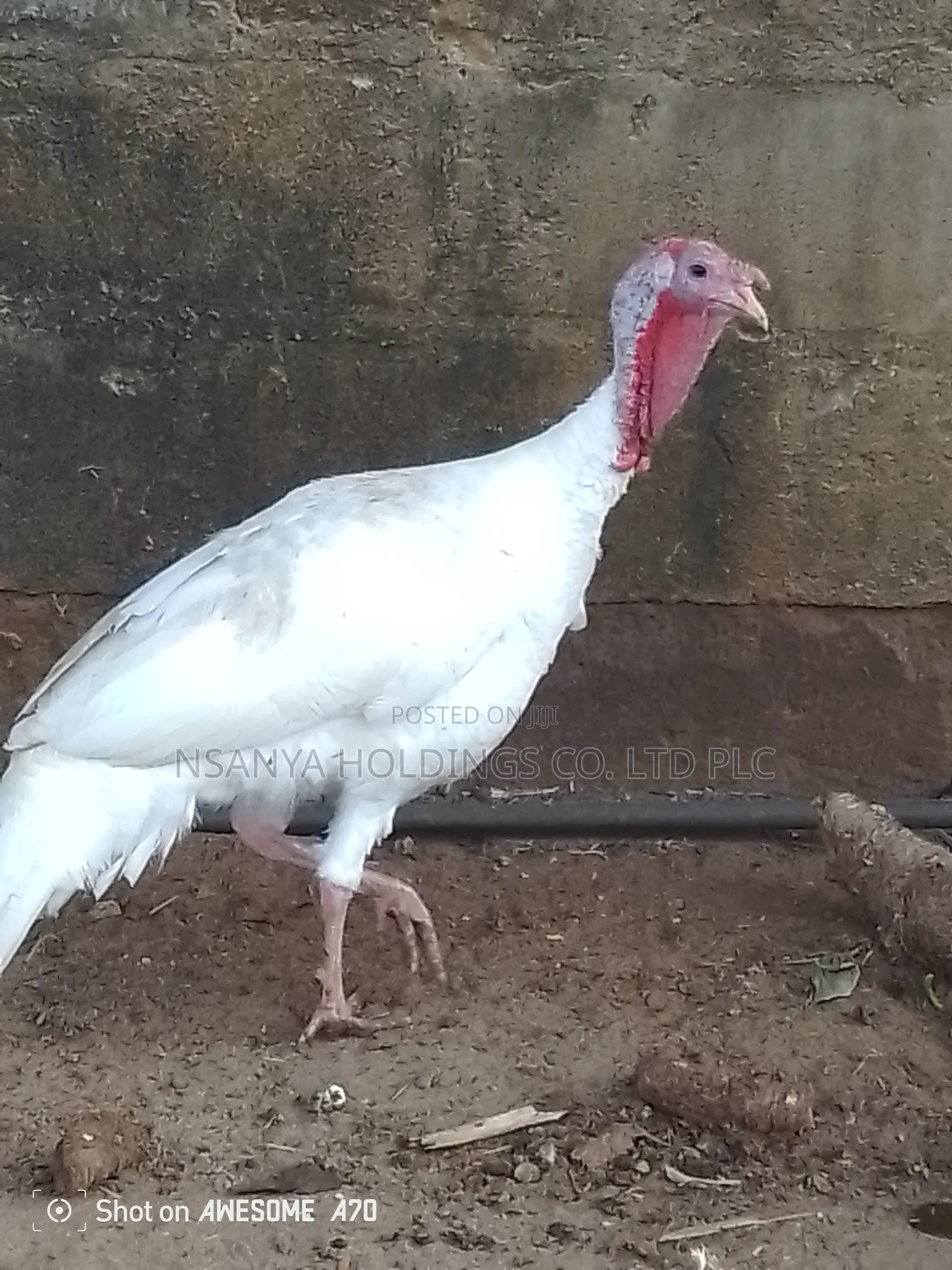 Bata Mzinga Dume Anauzwa