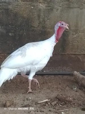 Bata Mzinga Dume Anauzwa