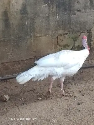 Bata Mzinga Dume Anauzwa
