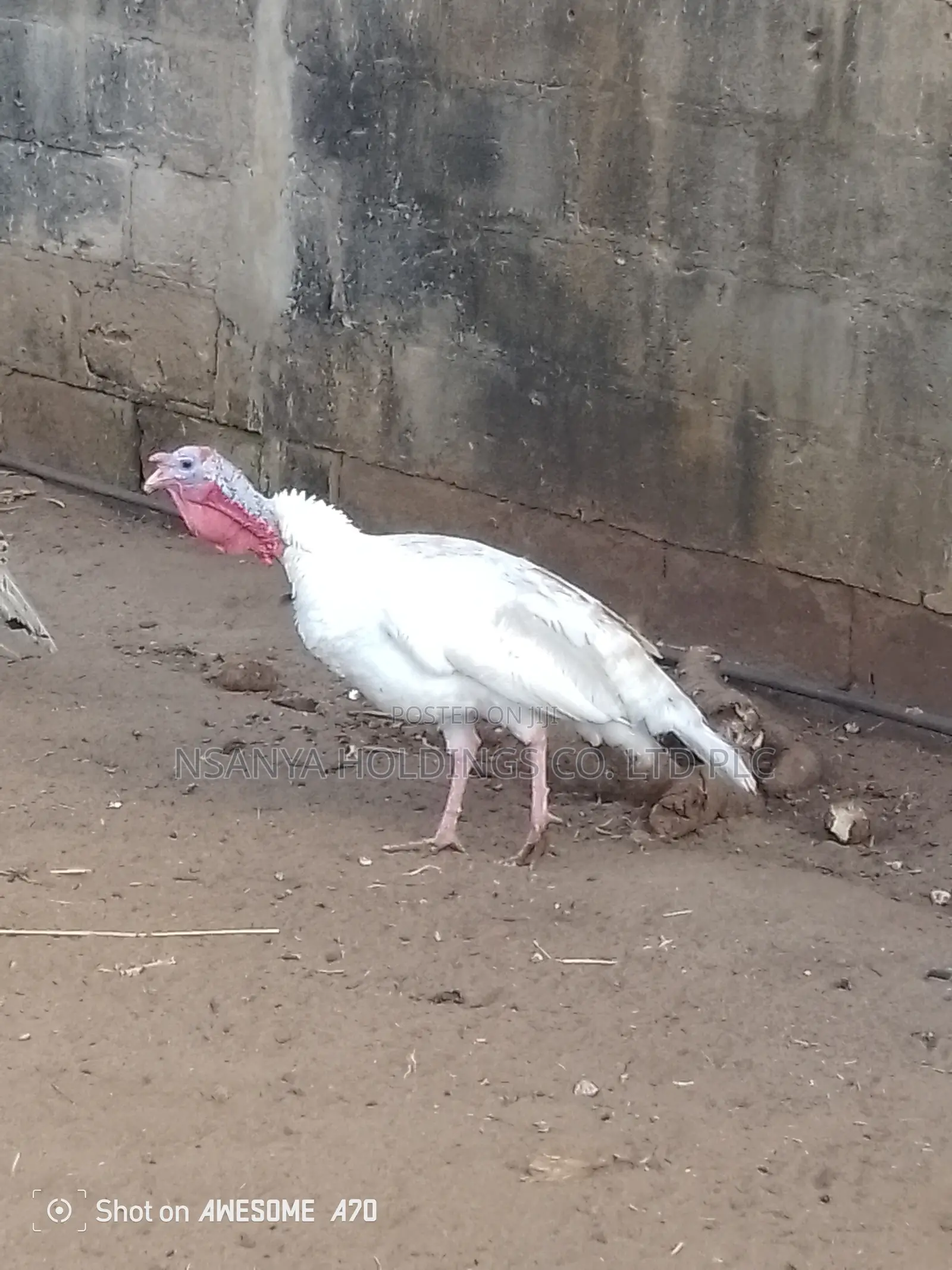 Bata Mzinga Dume Anauzwa