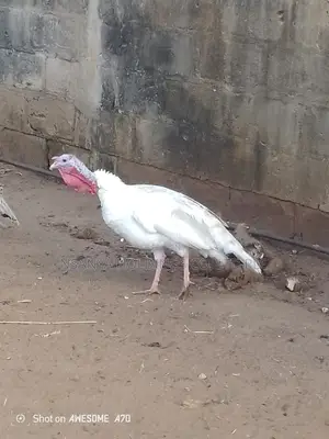 Bata Mzinga Dume Anauzwa