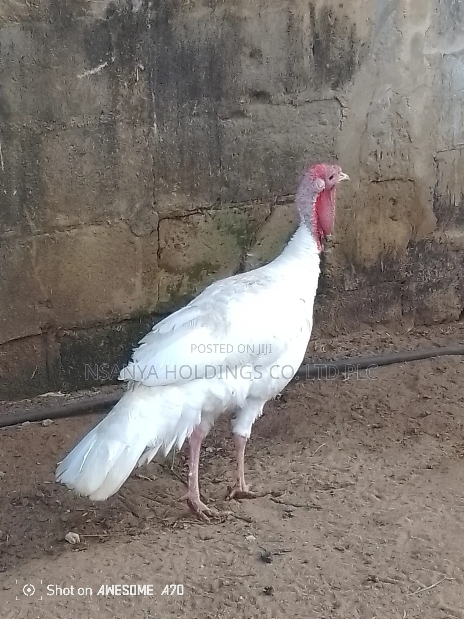 Bata Mzinga Dume Anauzwa