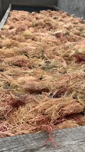 Wholesale Best Quality Raw-Sea Moss