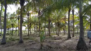 40 Acres Prime Beachfront for Sale in Mkwaja - Pangani,Tanga