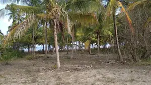 40 Acres Prime Beachfront for Sale in Mkwaja - Pangani,Tanga