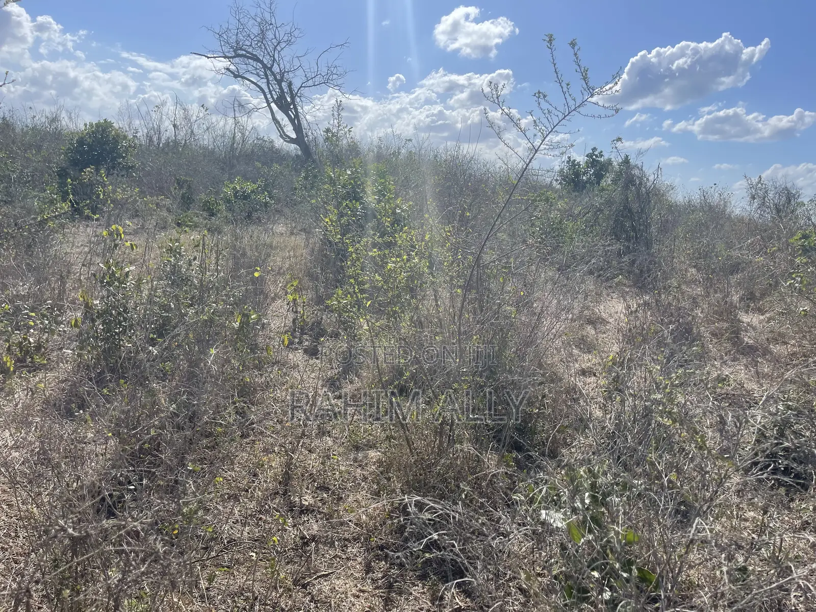 Shamba Linauzwa Kiwangwa Bago