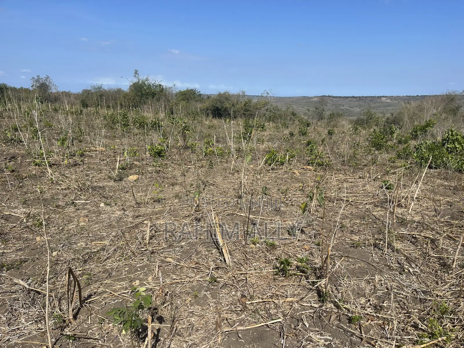 Shamba Linauzwa Kiwangwa Bago