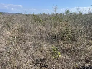 Shamba Linauzwa Kiwangwa Bago