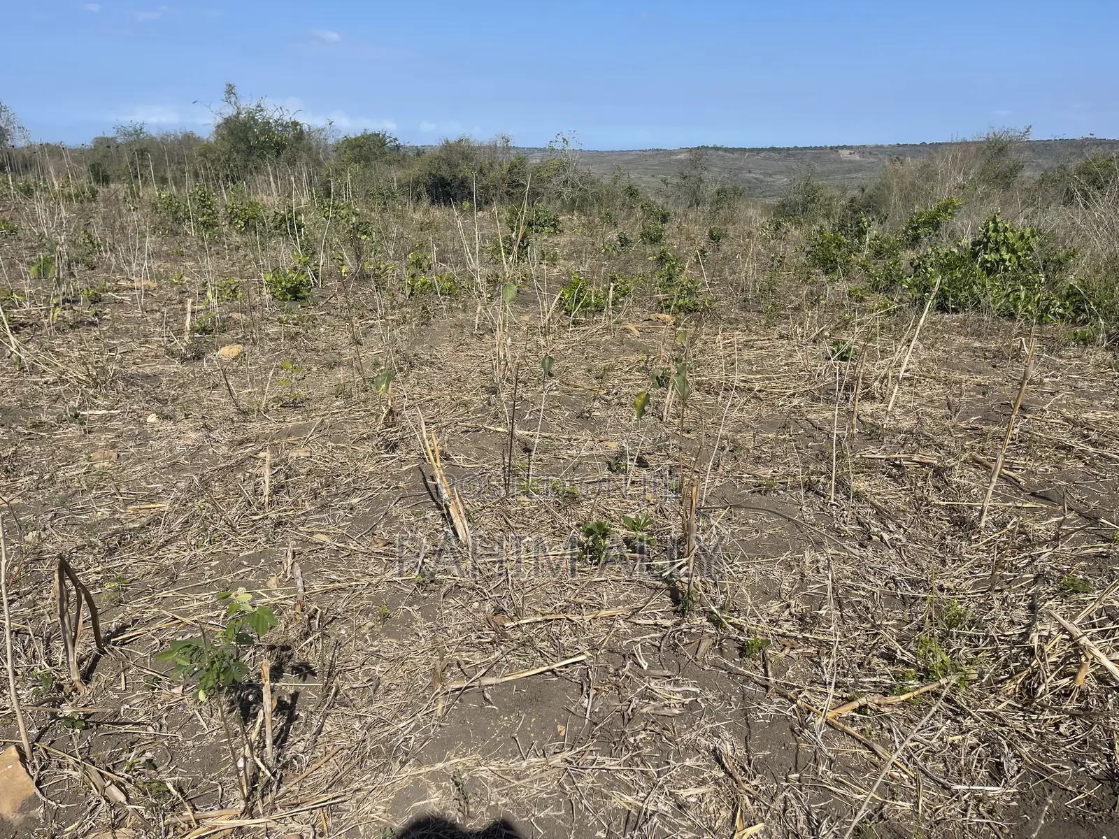 Shamba Linauzwa Kiwangwa Bago