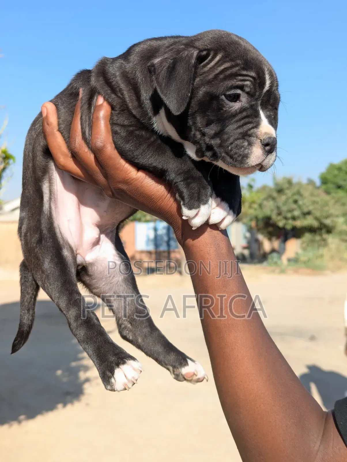 1-3 months Female Purebred Staffordshire Bull Terrier