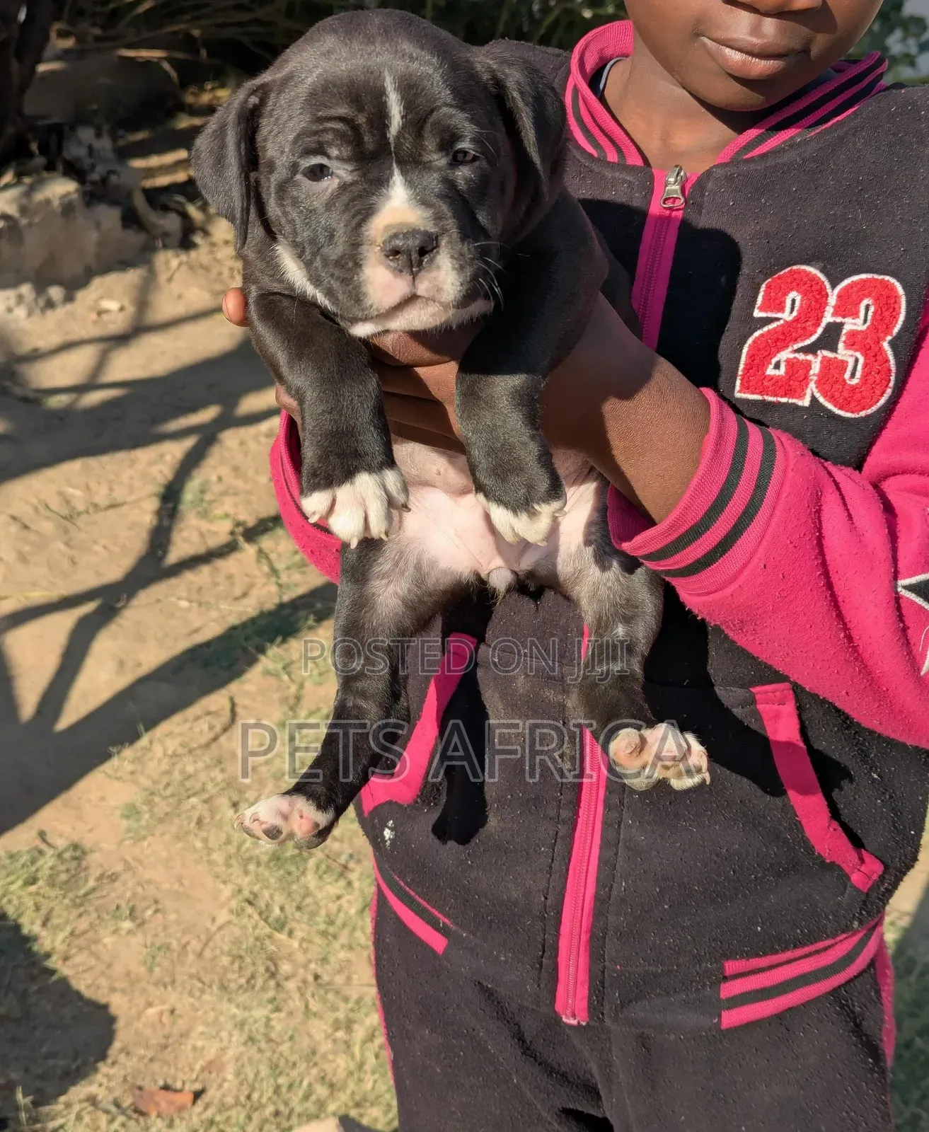 1-3 months Female Purebred Staffordshire Bull Terrier