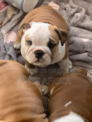 1-3 months Male Purebred Bulldog