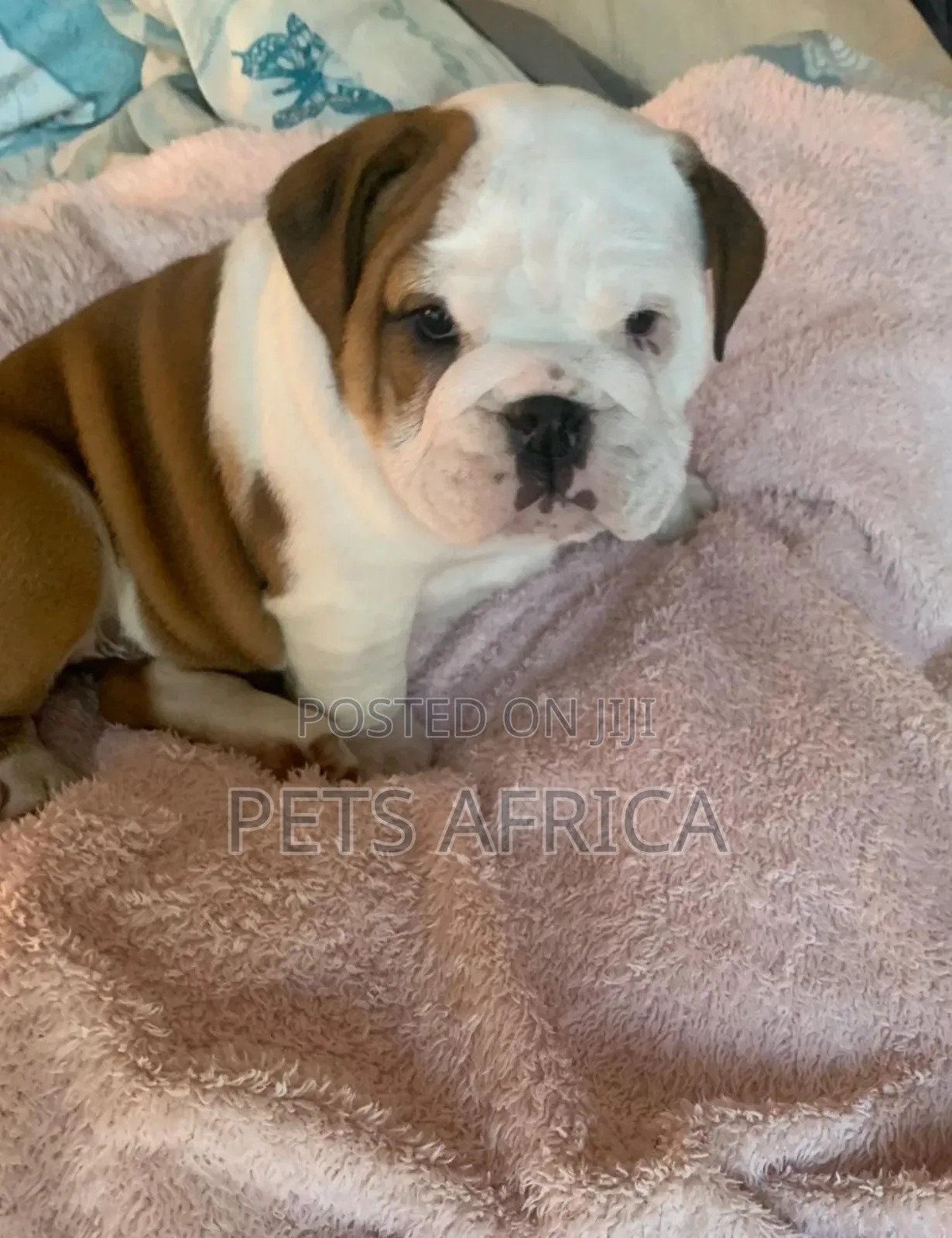 1-3 months Male Purebred Bulldog