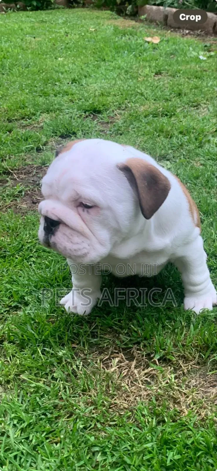 1-3 months Male Purebred Bulldog