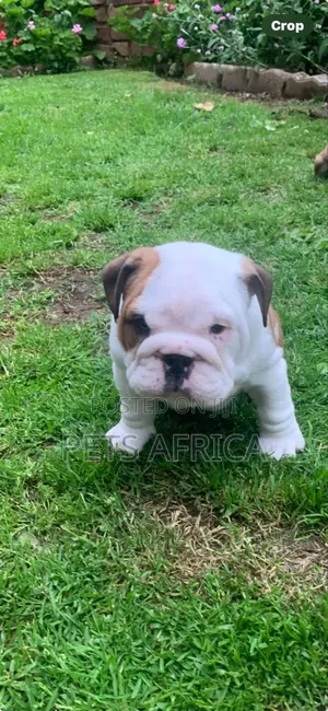 1-3 months Male Purebred Bulldog