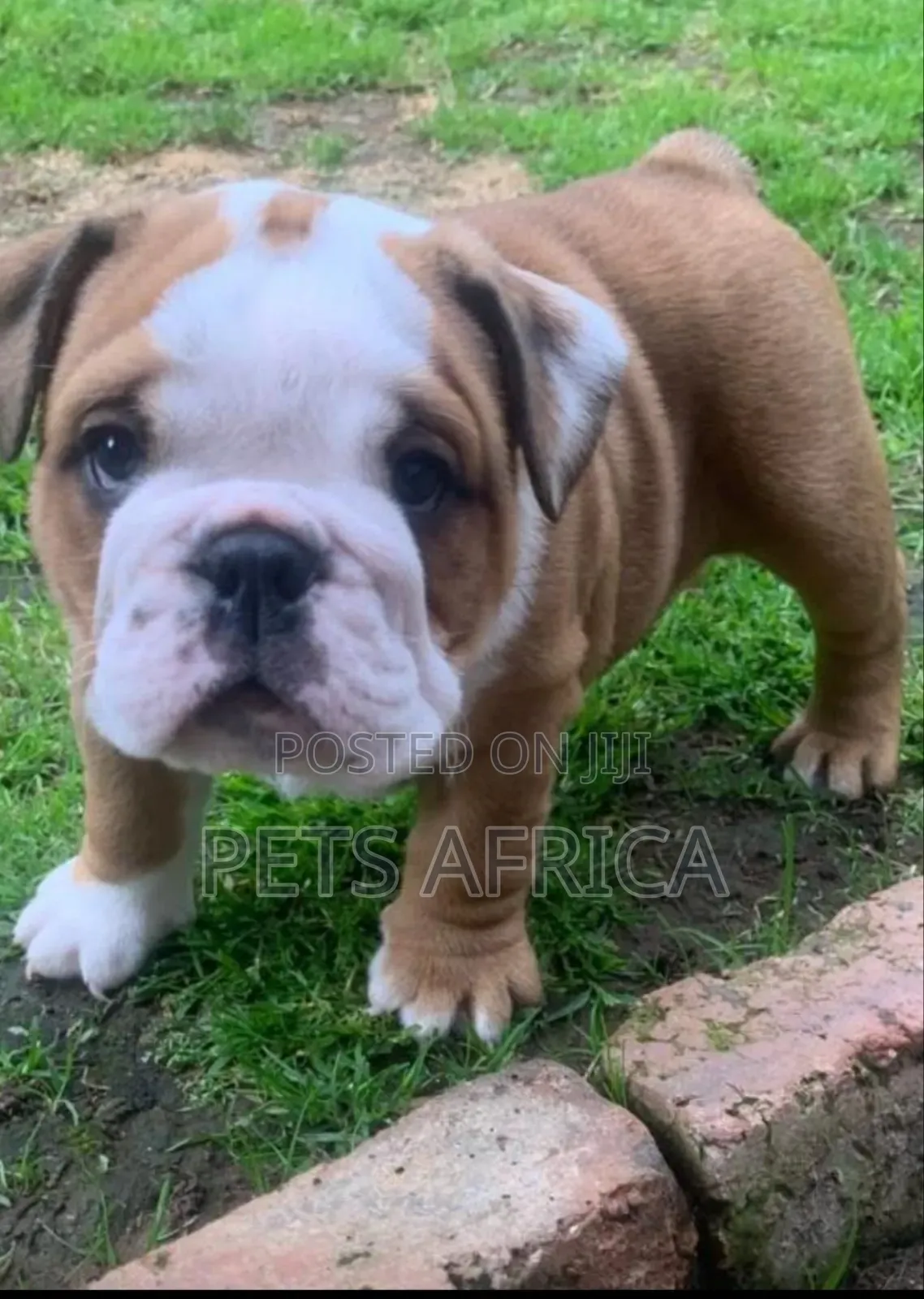 1-3 months Male Purebred Bulldog