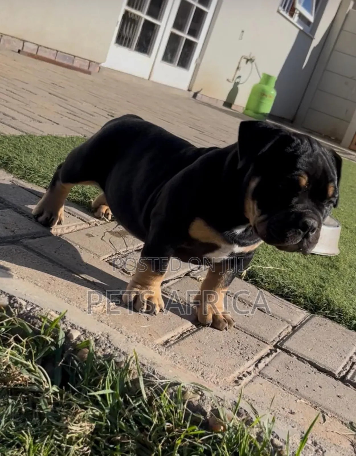 1-3 months Male Purebred American Bully