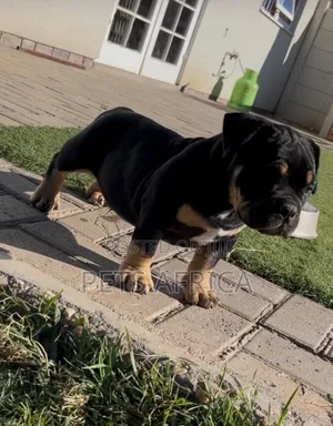 1-3 months Male Purebred American Bully
