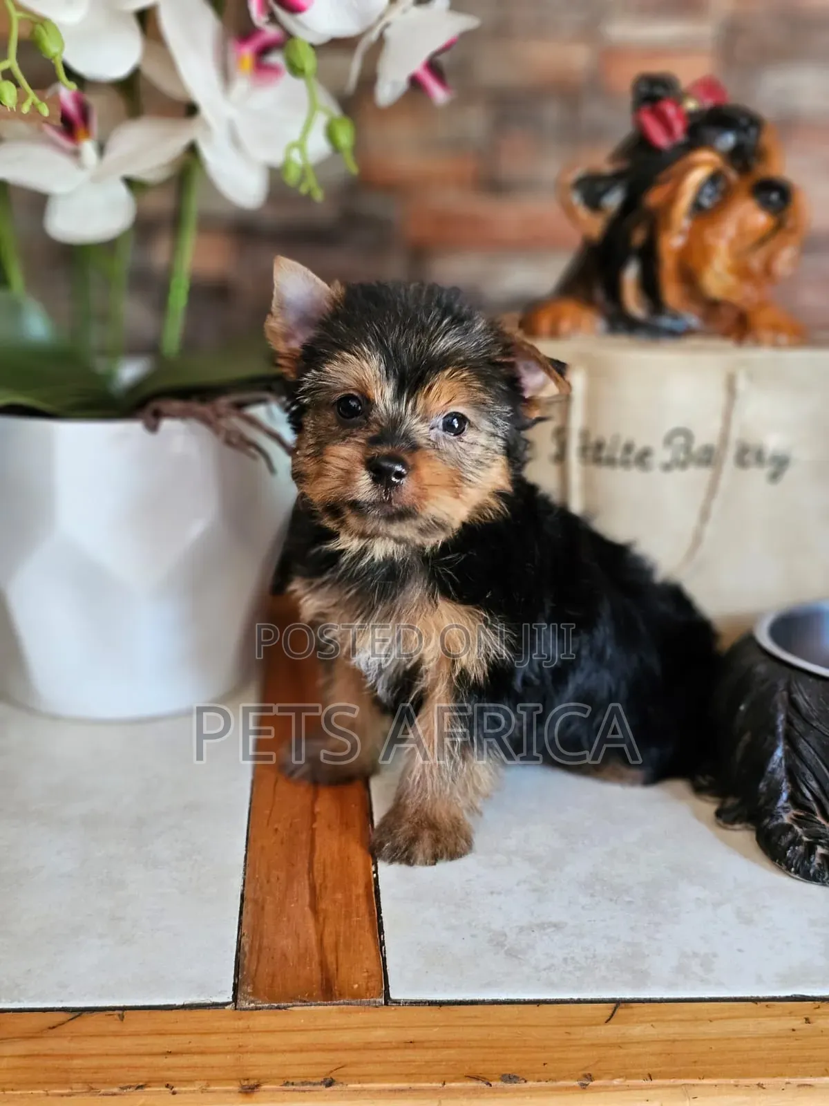 1-3 months Male Purebred Yorkshire Terrier