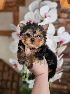 1-3 months Male Purebred Yorkshire Terrier