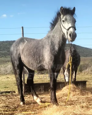 Pony Available