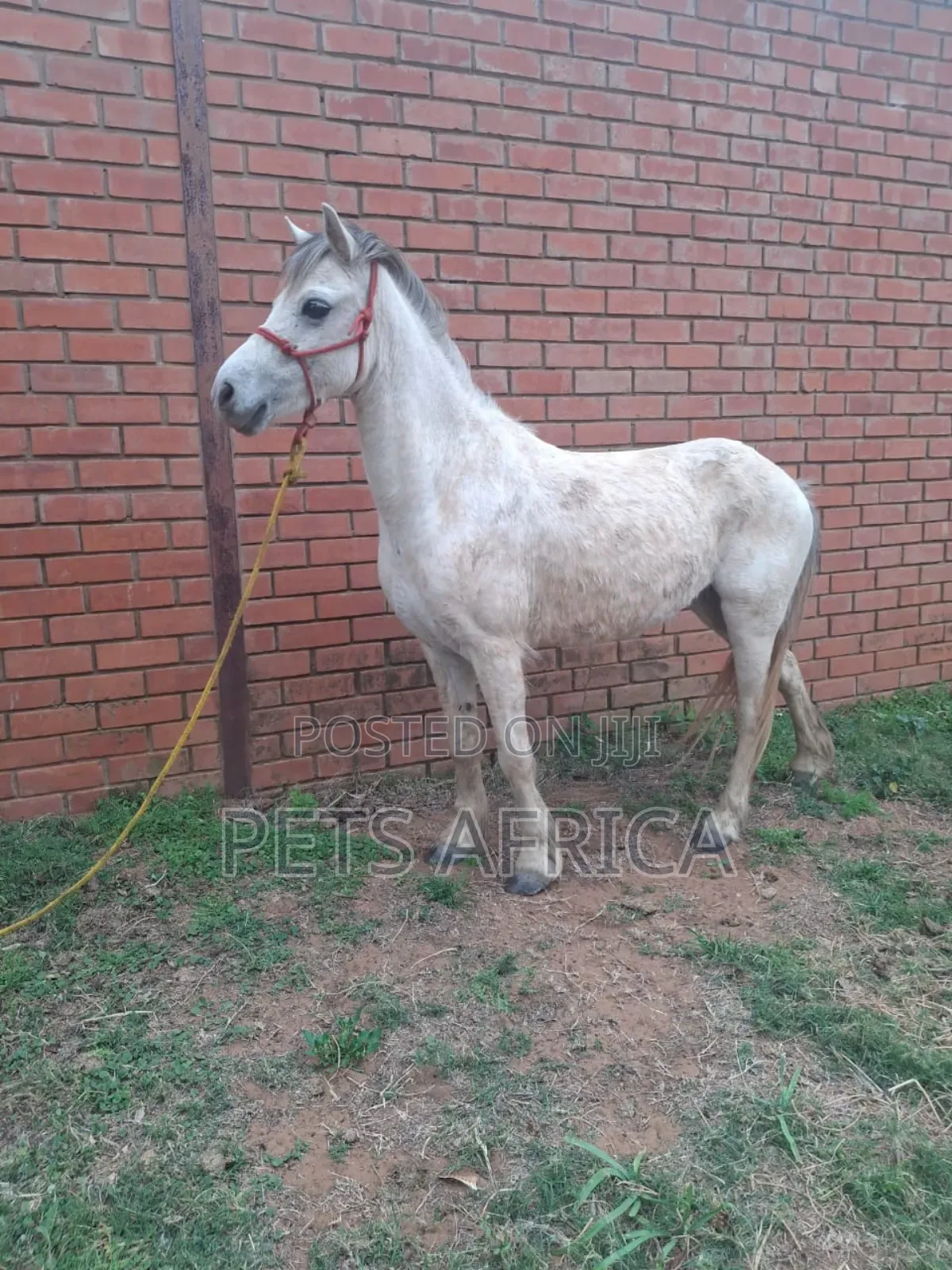 Pony Available