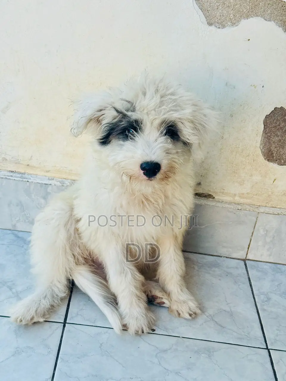 0-1 month Male Purebred Maltese Shih Tzu