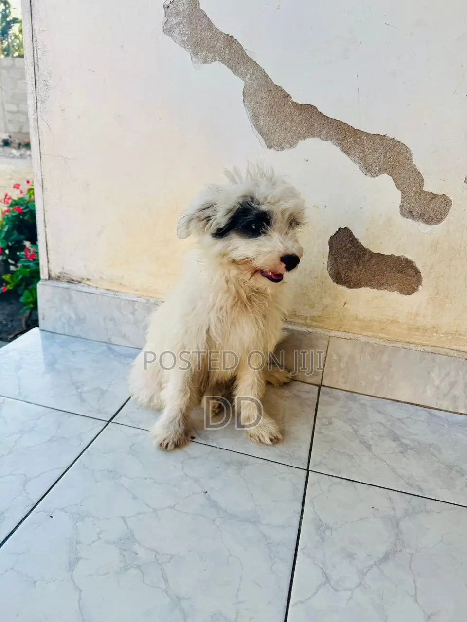 0-1 month Male Purebred Maltese Shih Tzu