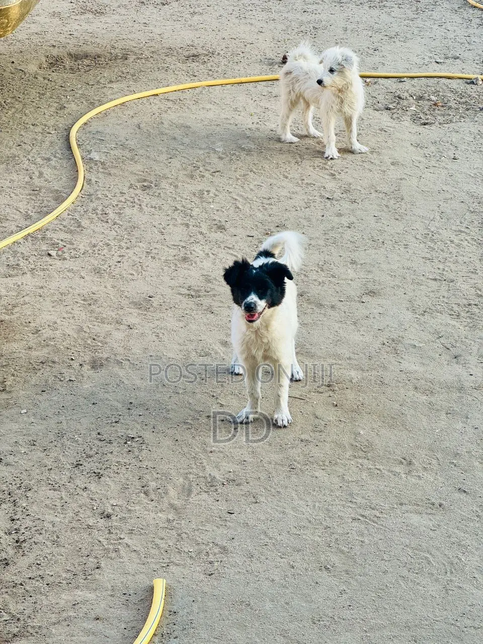 0-1 month Male Purebred Maltese Shih Tzu
