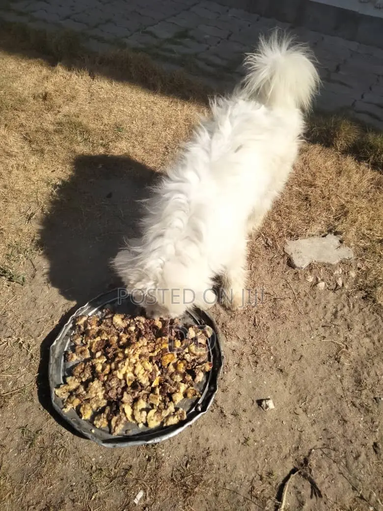0-1 month Male Purebred Maltese Shih Tzu