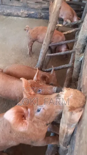 Duroc Piglet