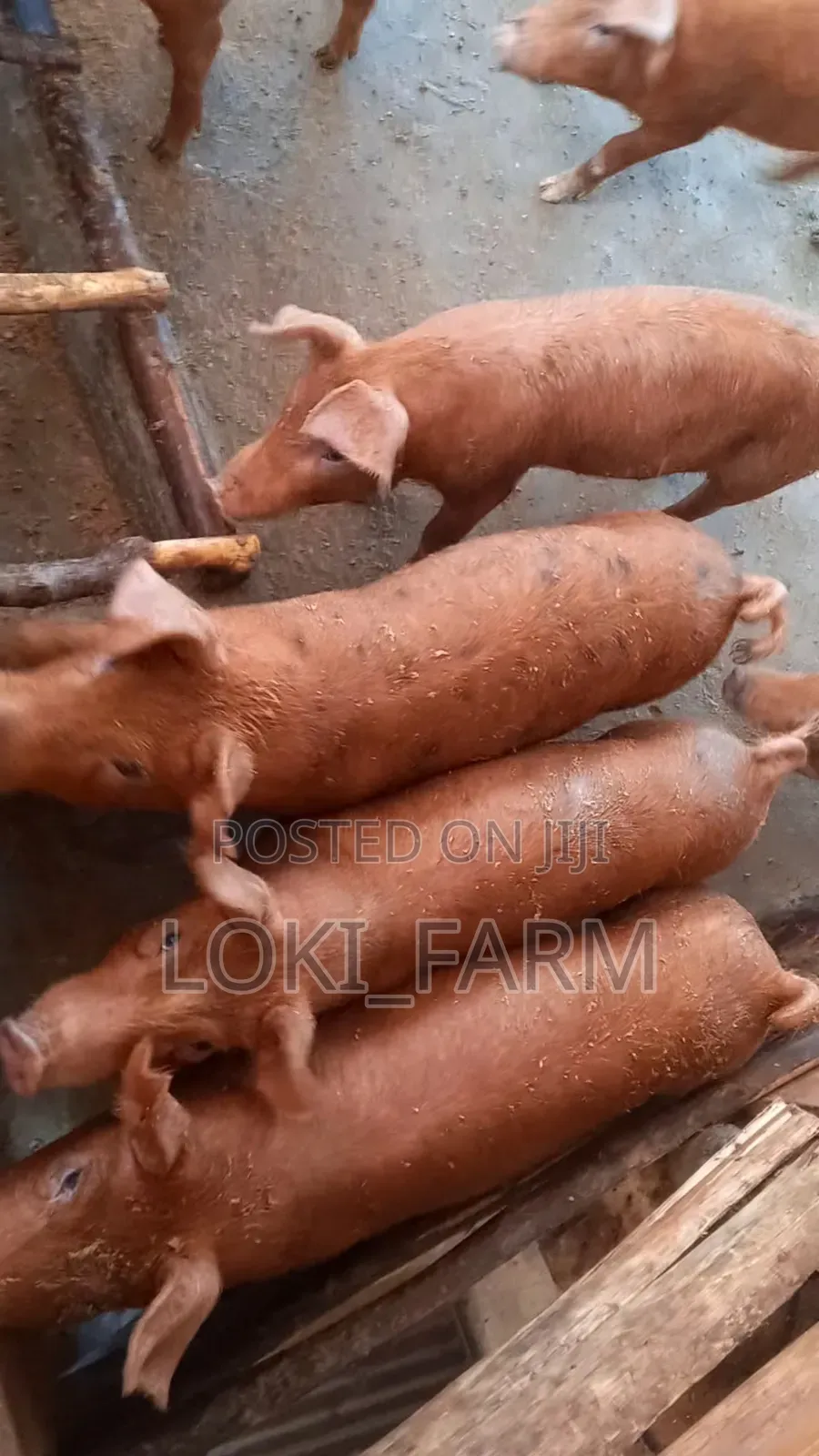 Duroc Piglet